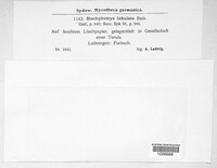 Stachybotrys chartarum image